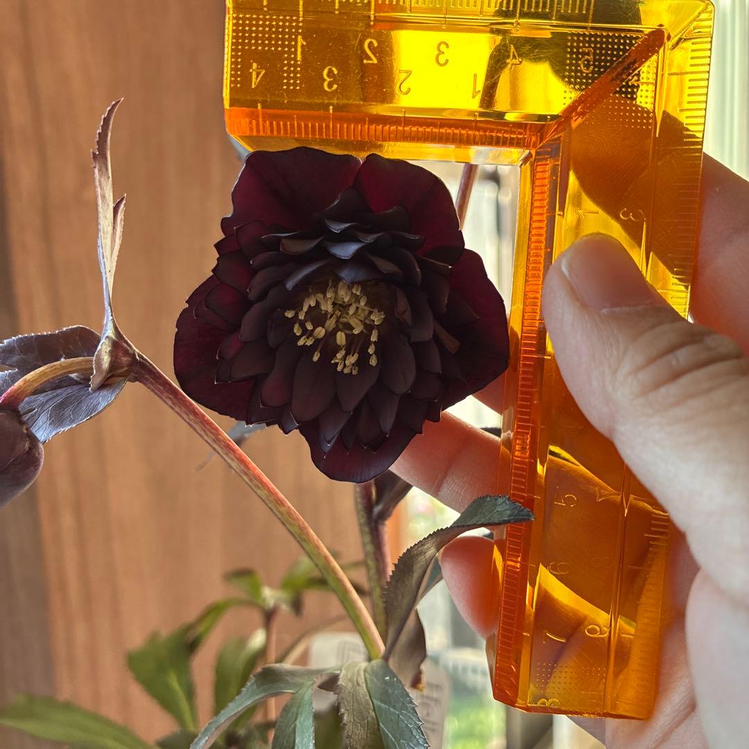 ♡広瀬園芸♡ ブラック系、細弁艶ピコ