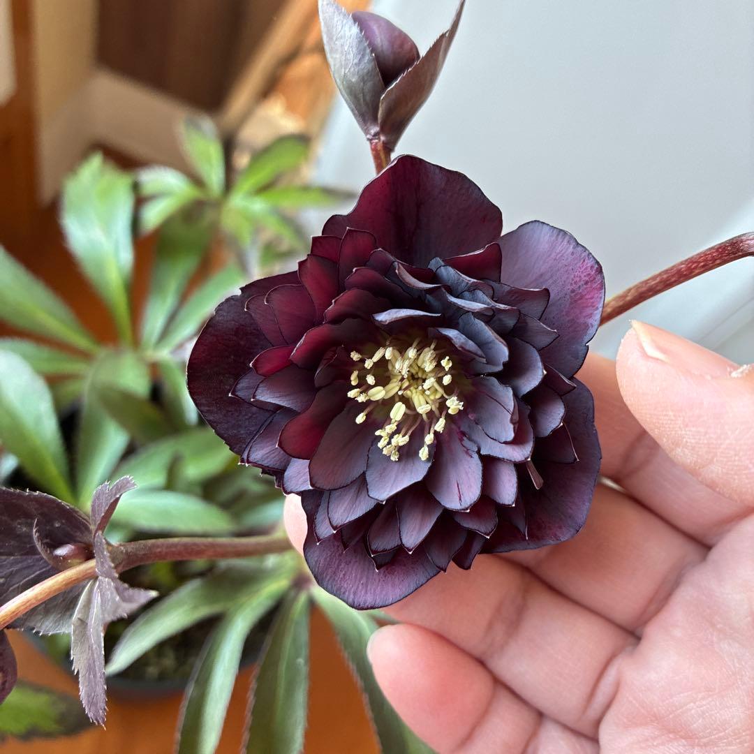 ♡広瀬園芸♡ ブラック系、細弁艶ピコ