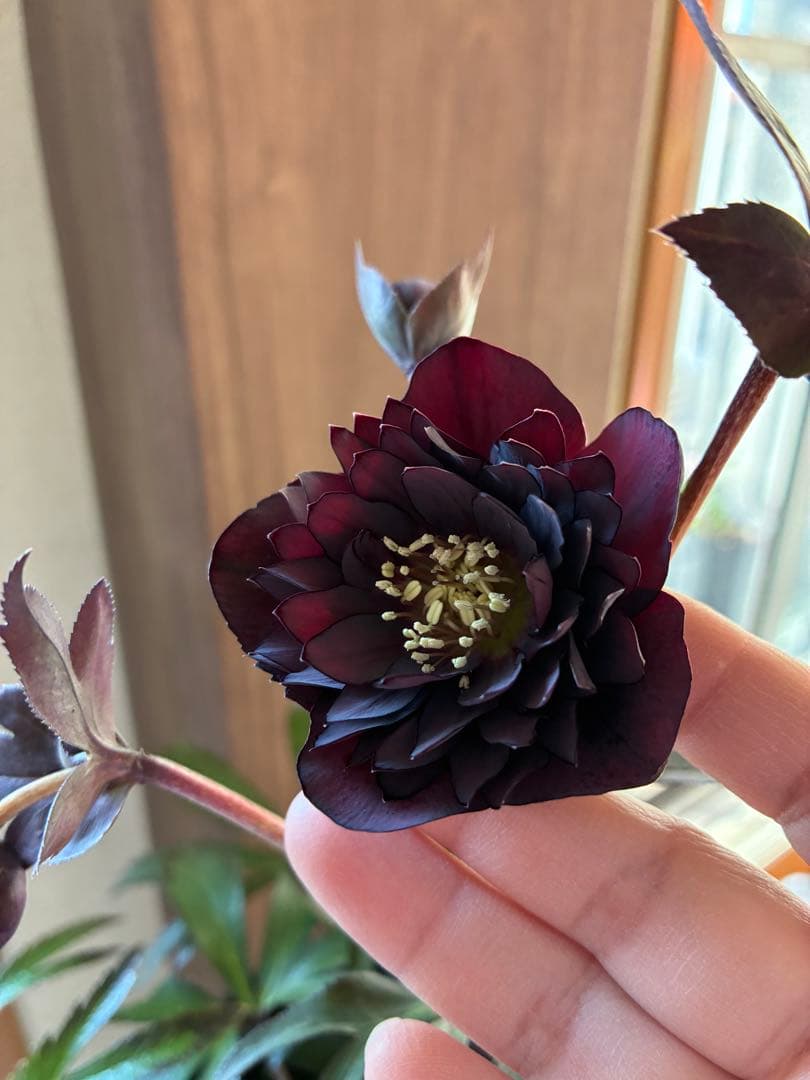 ♡広瀬園芸♡ ブラック系、細弁艶ピコ