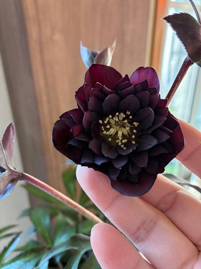 ♡広瀬園芸♡ ブラック系、細弁艶ピコ