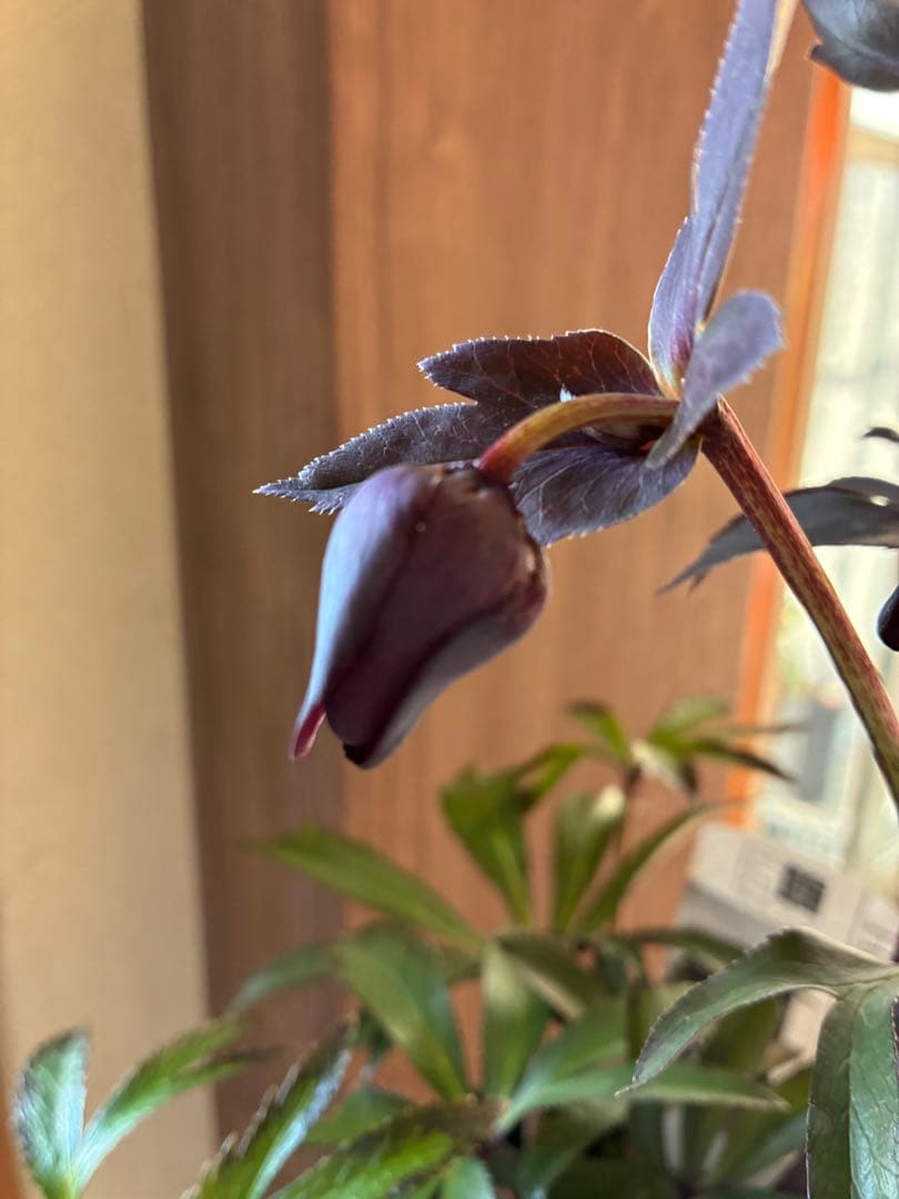 ♡広瀬園芸♡ ブラック系、細弁艶ピコ