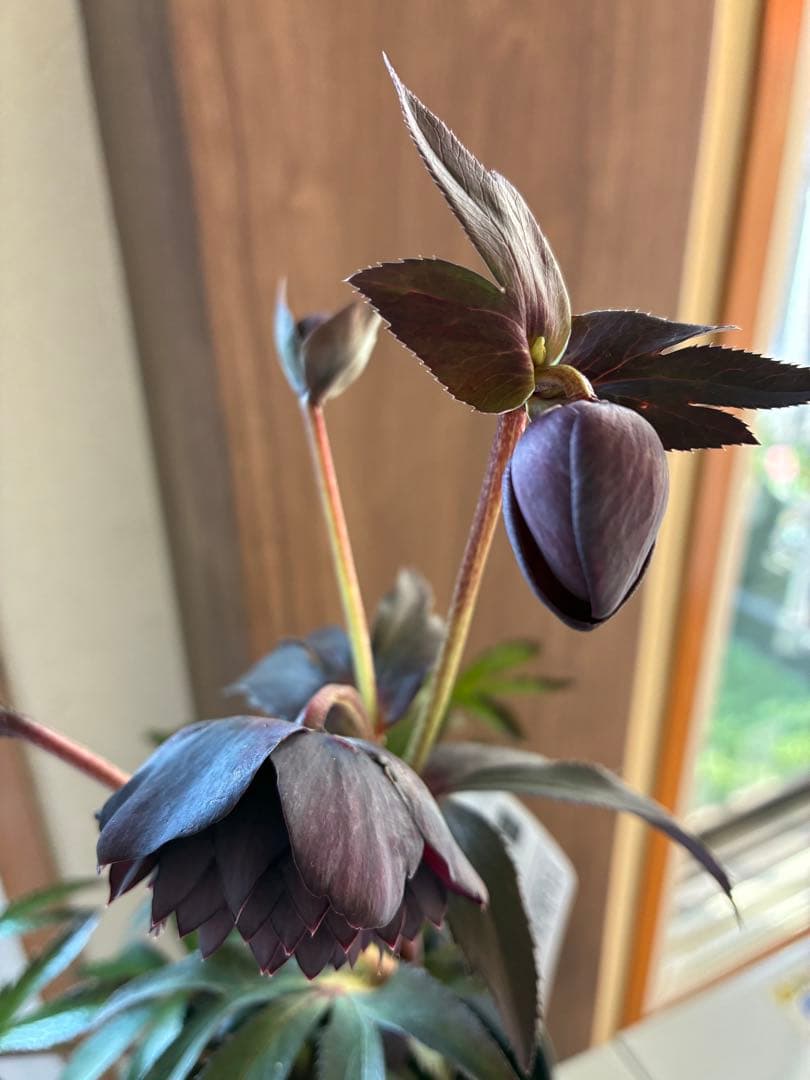 ♡広瀬園芸♡ ブラック系、細弁艶ピコ