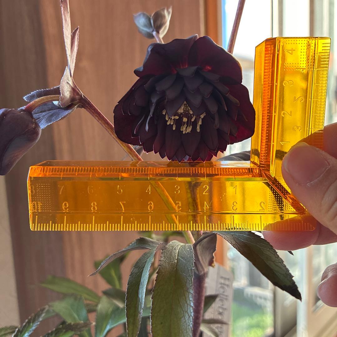 ♡広瀬園芸♡ ブラック系、細弁艶ピコ