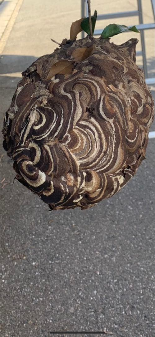 蜂の巣　消毒済み