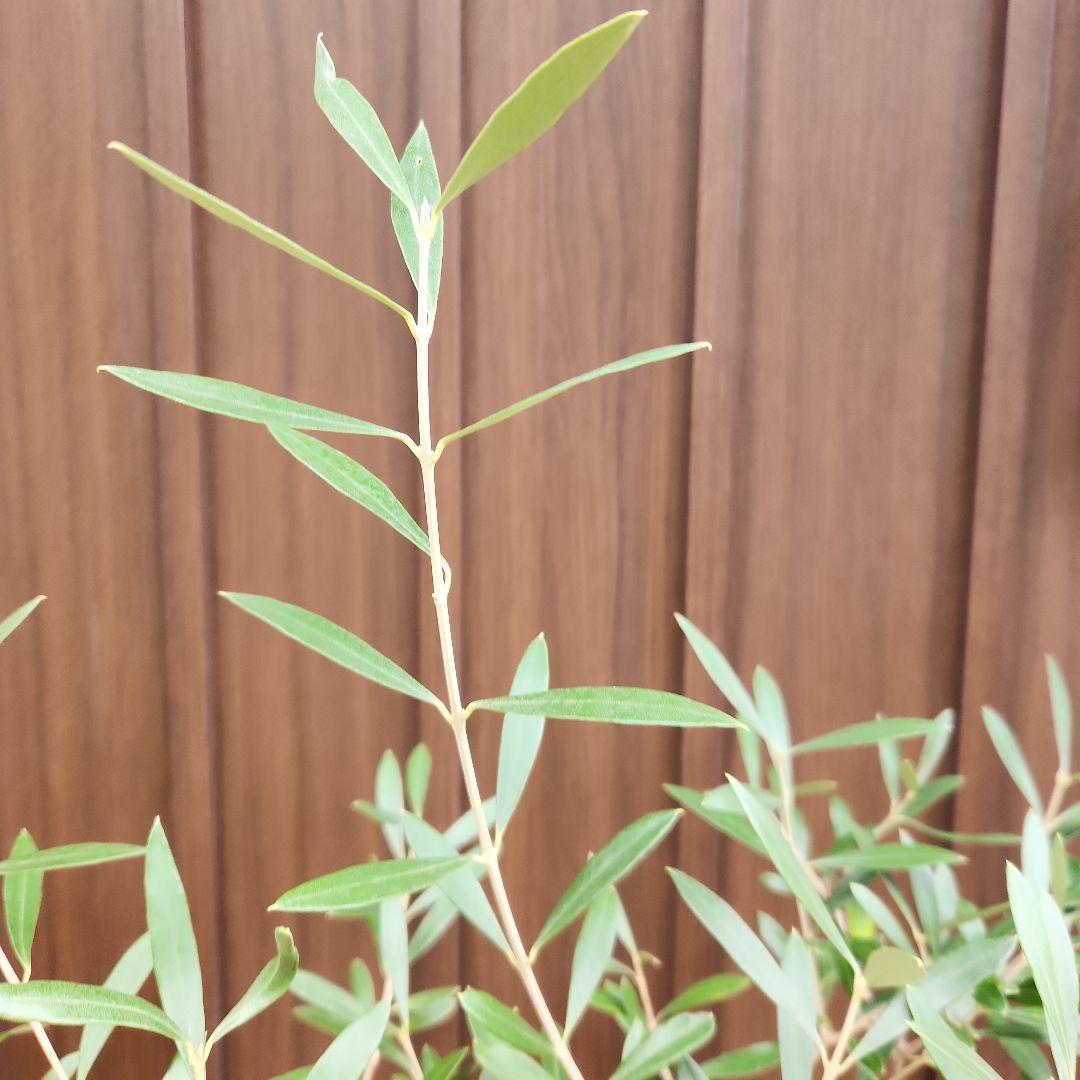 オリーブの木　エルグレコ　テラコッタ鉢植え　苗木　シンボルツリー