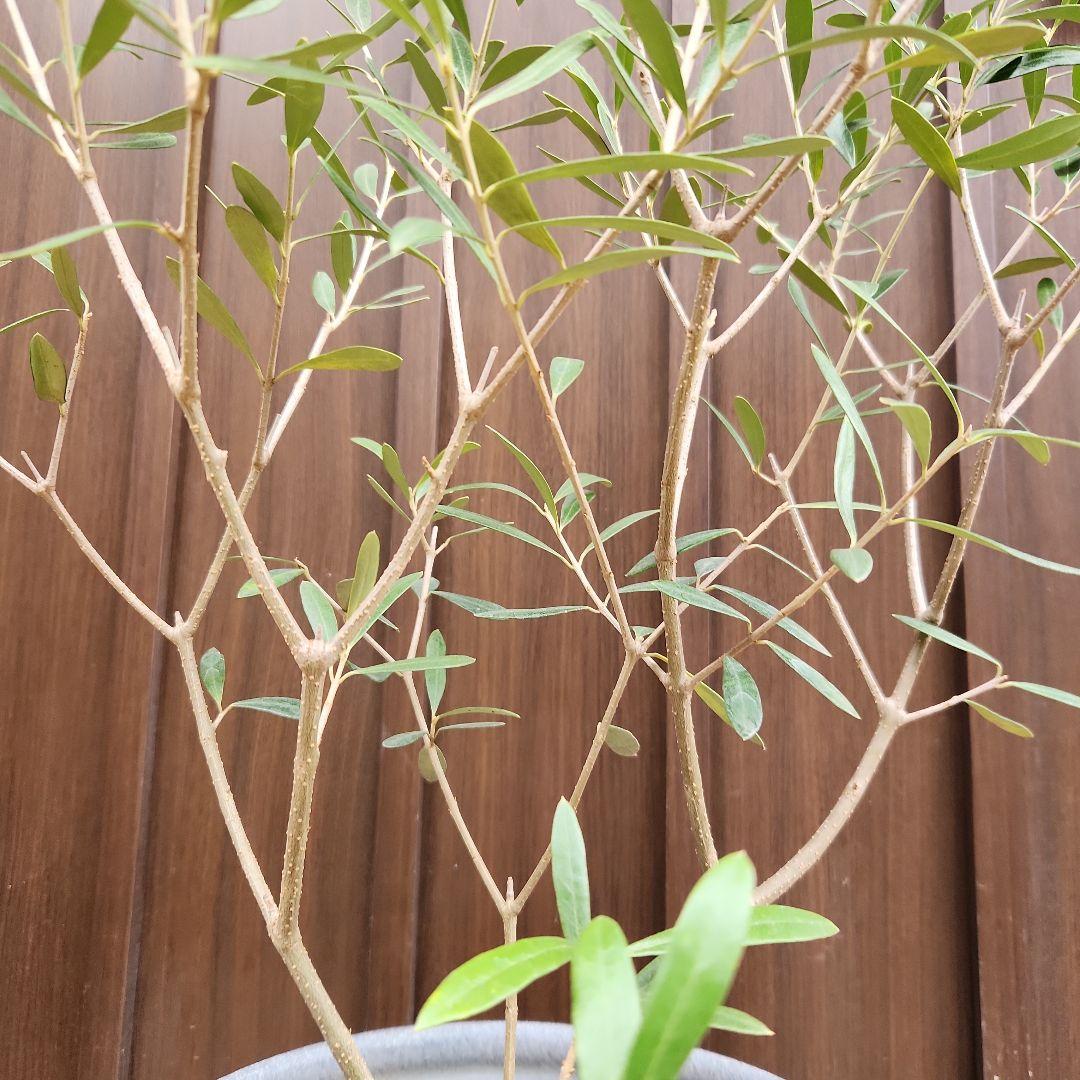 オリーブの木　エルグレコ　テラコッタ鉢植え　苗木　シンボルツリー