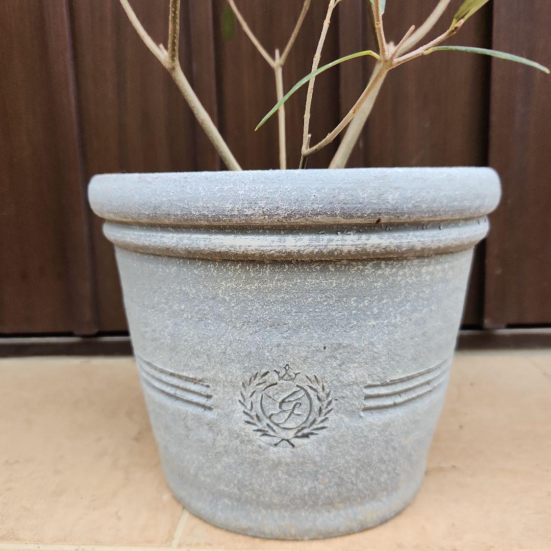 オリーブの木　エルグレコ　テラコッタ鉢植え　苗木　シンボルツリー