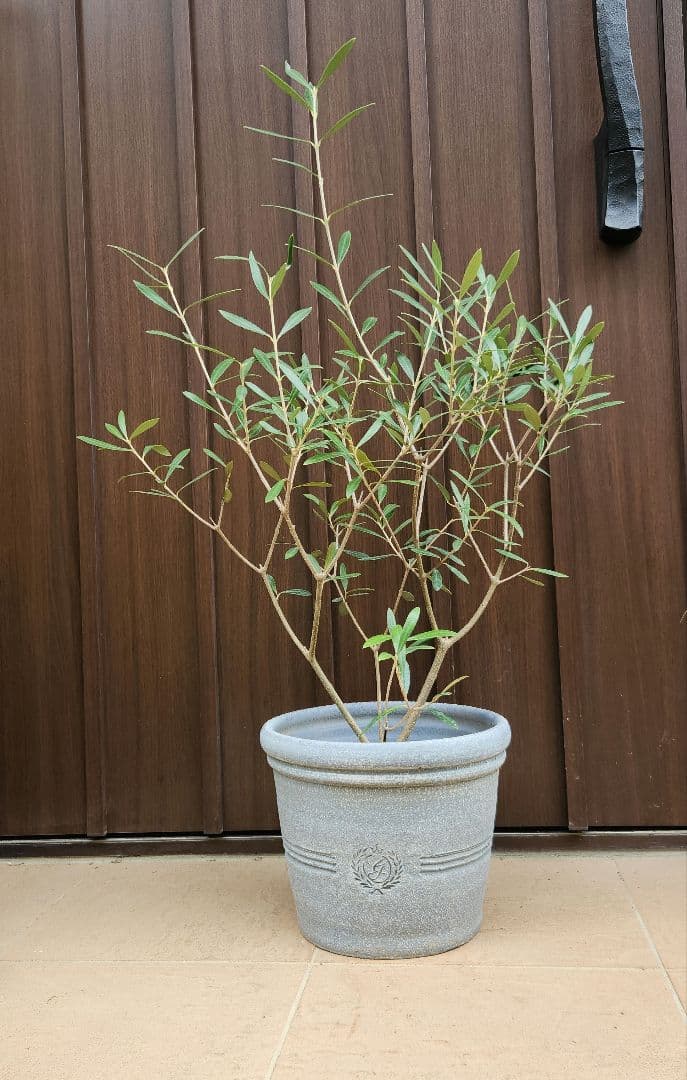 オリーブの木　エルグレコ　テラコッタ鉢植え　苗木　シンボルツリー