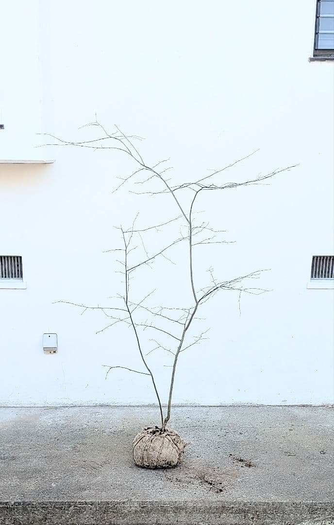 山採りアオハダ。