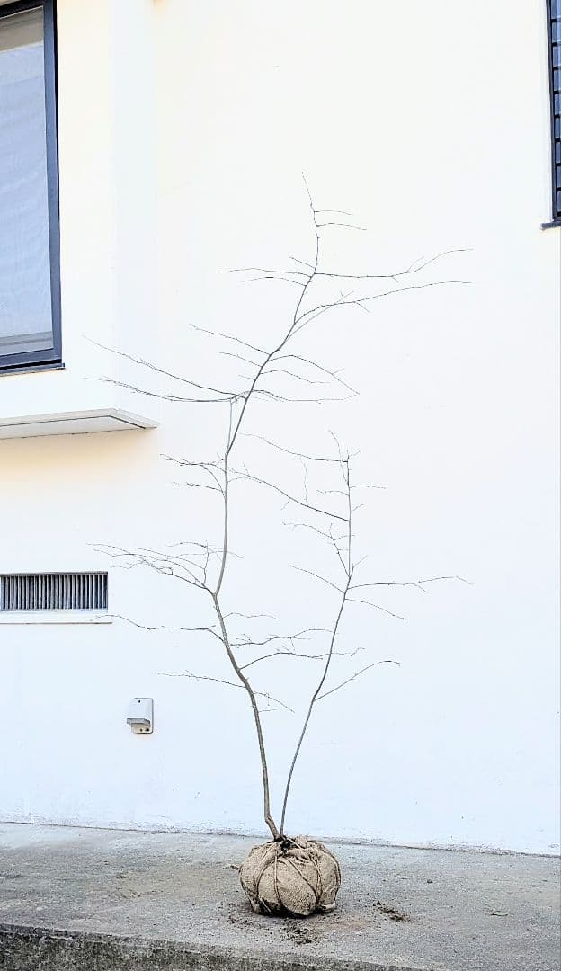 山採りアオハダ。