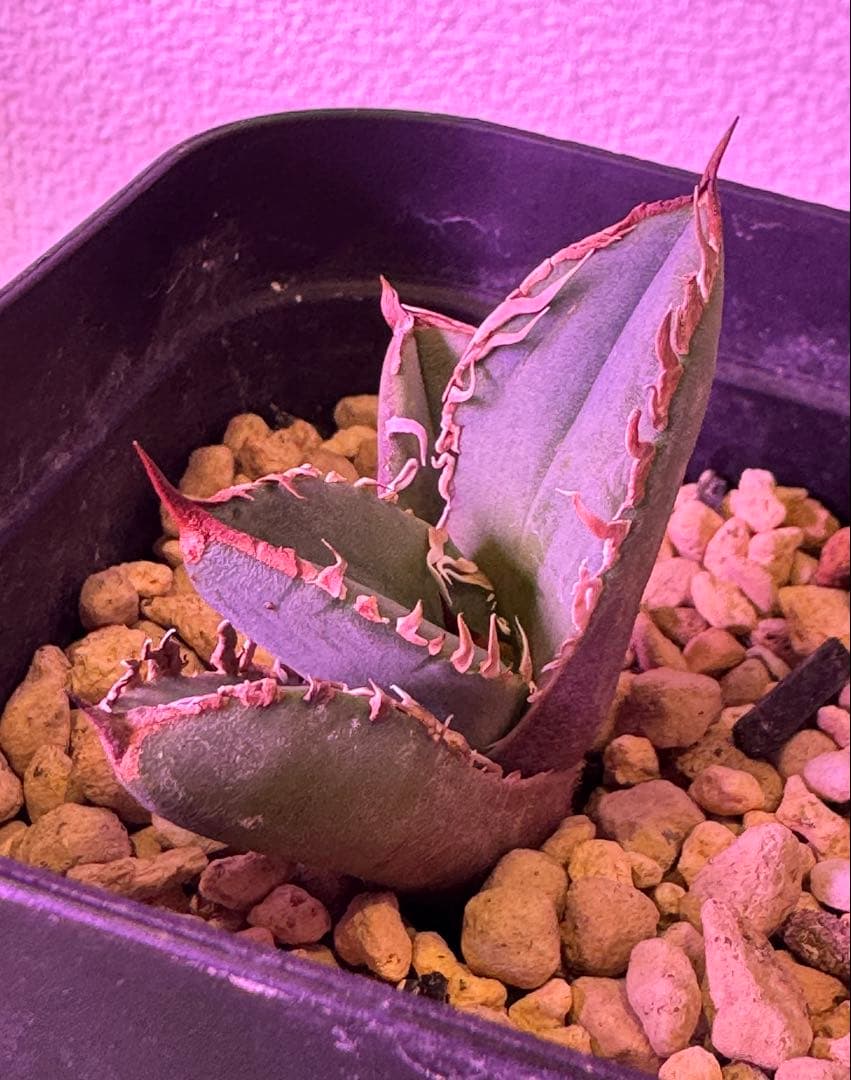 ロウルサンコ　ロック　アガベ　オテロイ　チタノタ