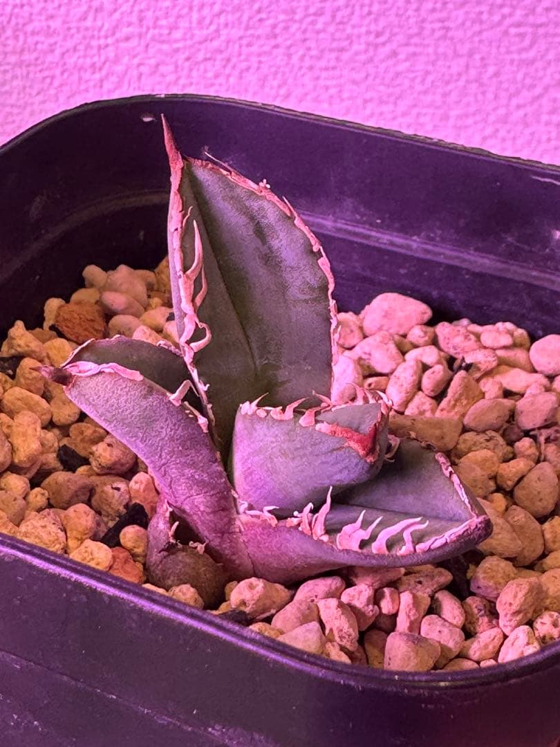 ロウルサンコ　ロック　アガベ　オテロイ　チタノタ