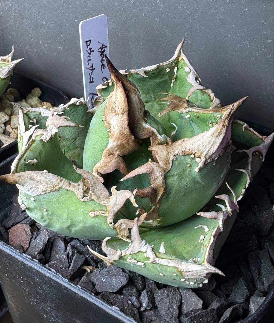 ロウルサンコ　ロック　アガベ　オテロイ　チタノタ