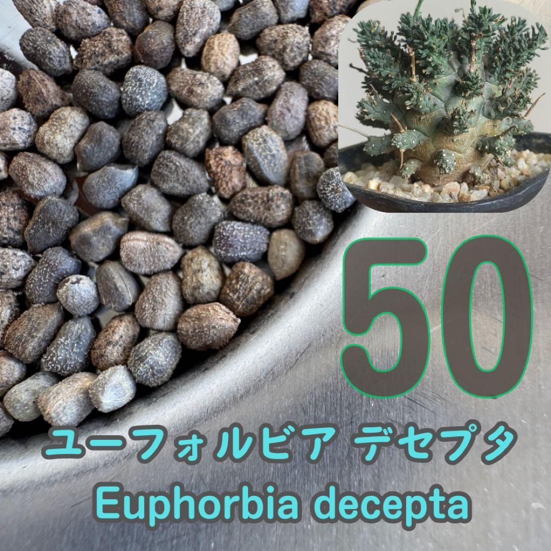 種子50粒 ユーフォルビア デセプタ Euphorbia decepta