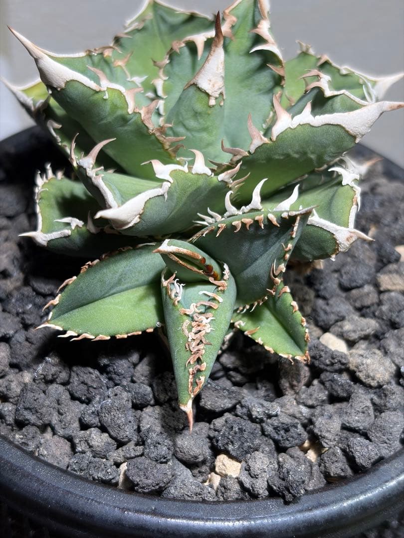 アガベ チタノタ CJ Special 子株