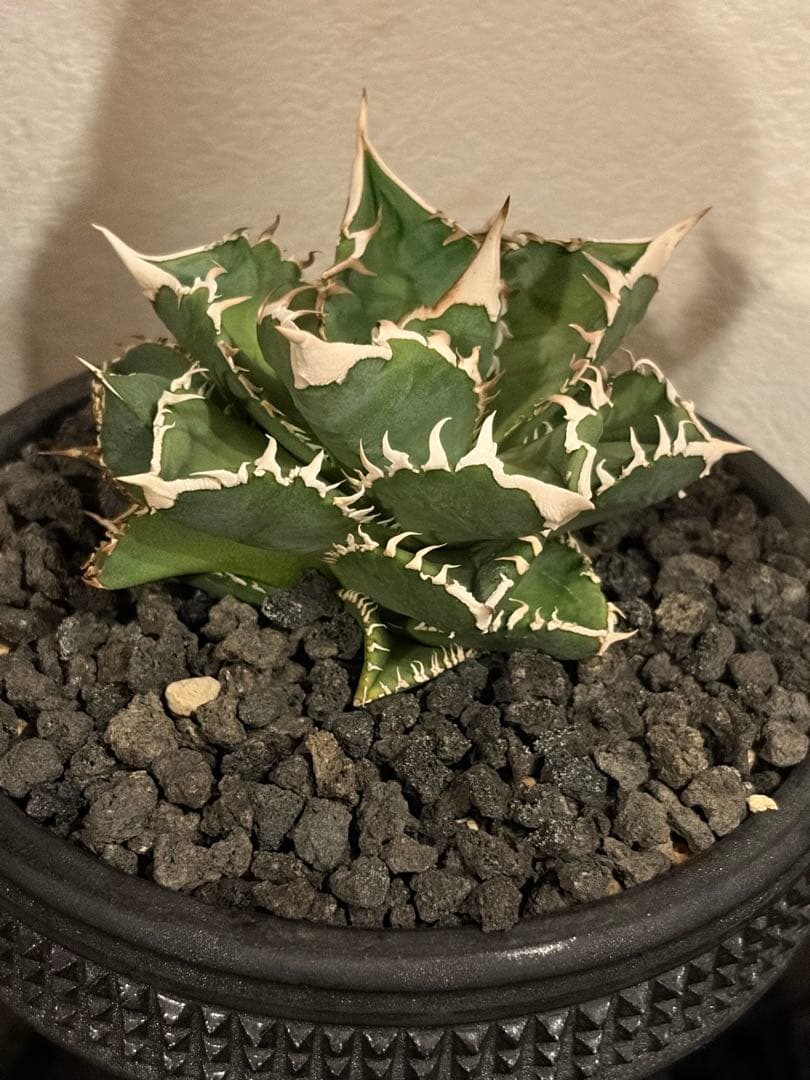 アガベ チタノタ CJ Special 子株