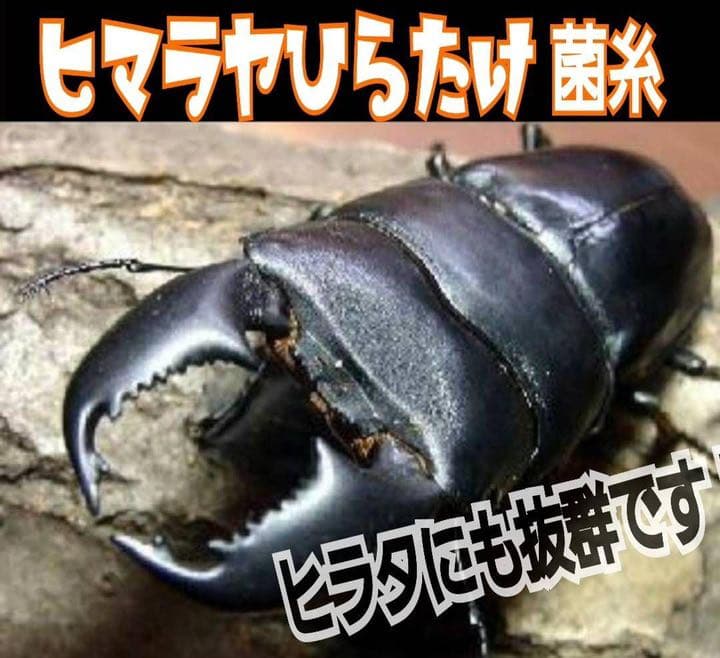 極上！ヒマラヤひらたけ菌糸ブロック【5個】初菌のみ使用！国産オオクワ85ミリ実績