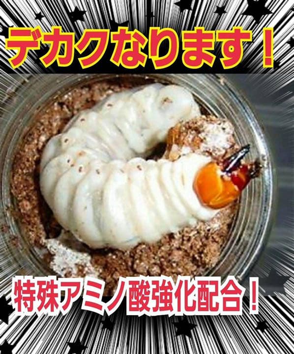 極上！ヒマラヤひらたけ菌糸ブロック【5個】初菌のみ使用！国産オオクワ85ミリ実績