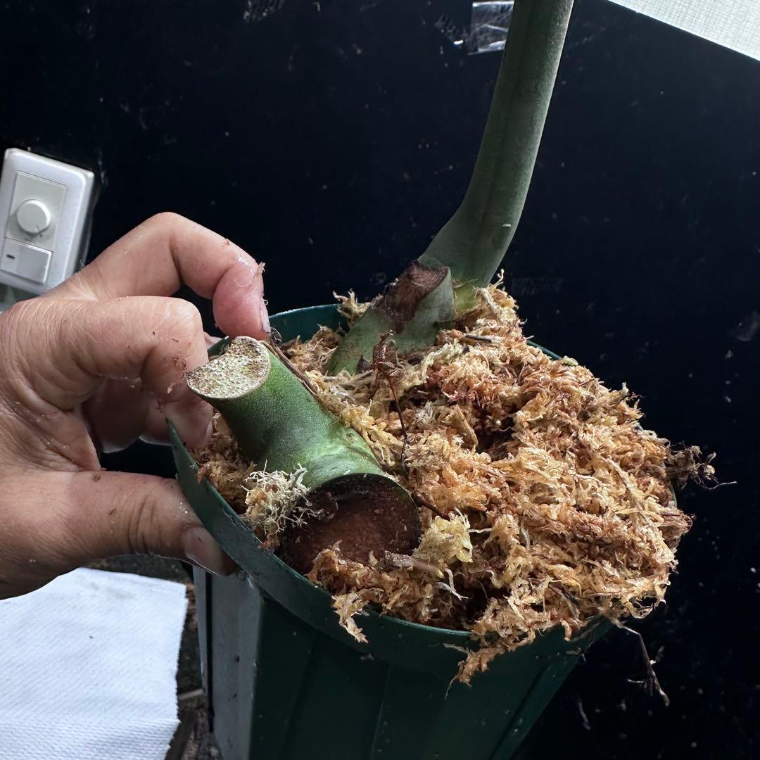 ツ*オ様 モンステラデリシオーサマクロコズム大型葉希少系統鉢植え