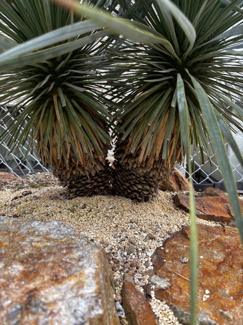 ユッカ ロストラータ　ブルーサンダー　ダブルヘッド