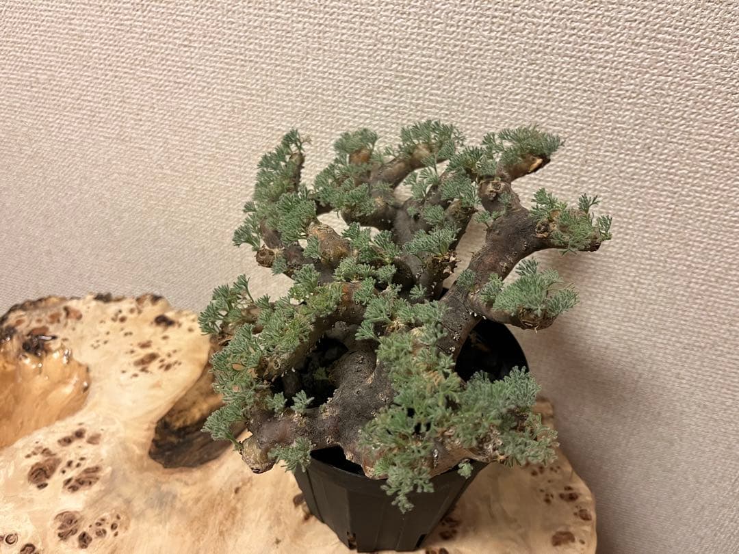 モンソニア ムルチフィダ　サルコカウロン ムルチフィズム 現地株　発根済