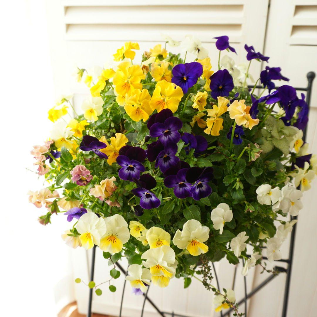 『フリルビオラ♡陽光と紫紺のワルツ』ハンギングバスケット　寄せ植え　ハンギング