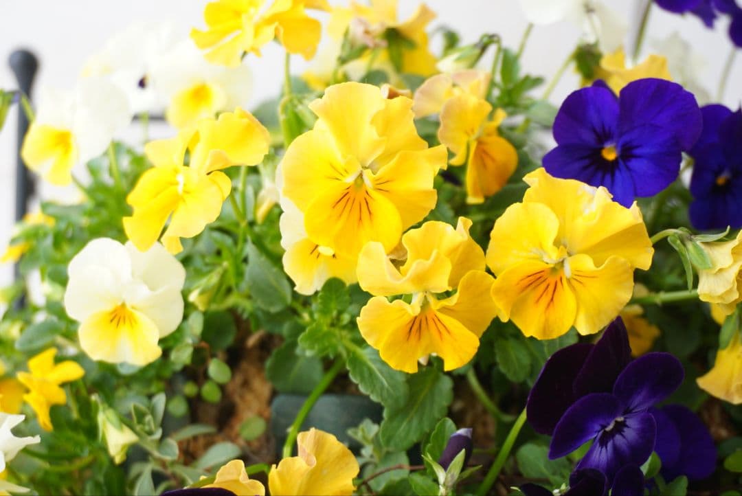 『フリルビオラ♡陽光と紫紺のワルツ』ハンギングバスケット　寄せ植え　ハンギング