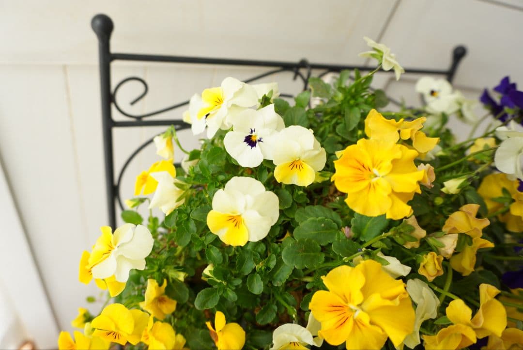 『フリルビオラ♡陽光と紫紺のワルツ』ハンギングバスケット　寄せ植え　ハンギング