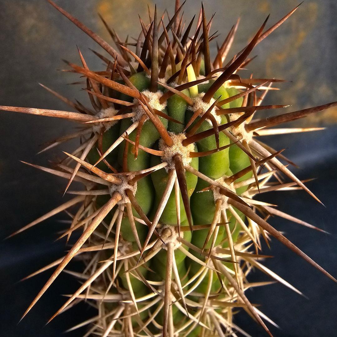 サボテン Trichocereus chilensis