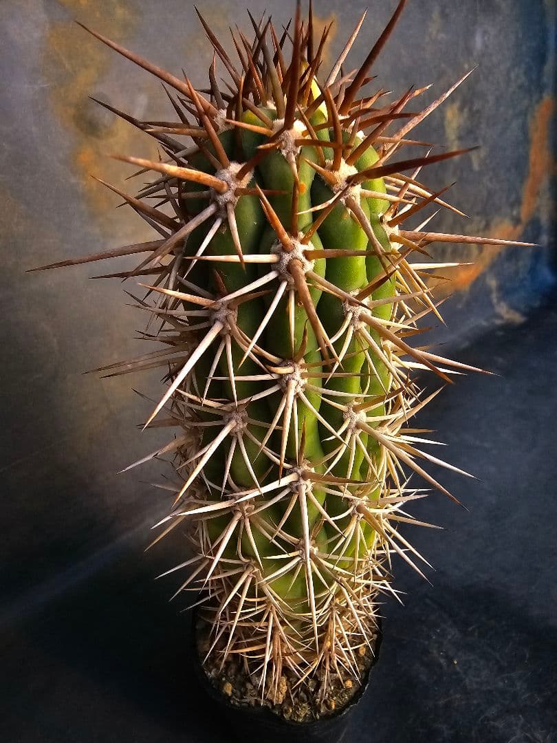 サボテン Trichocereus chilensis