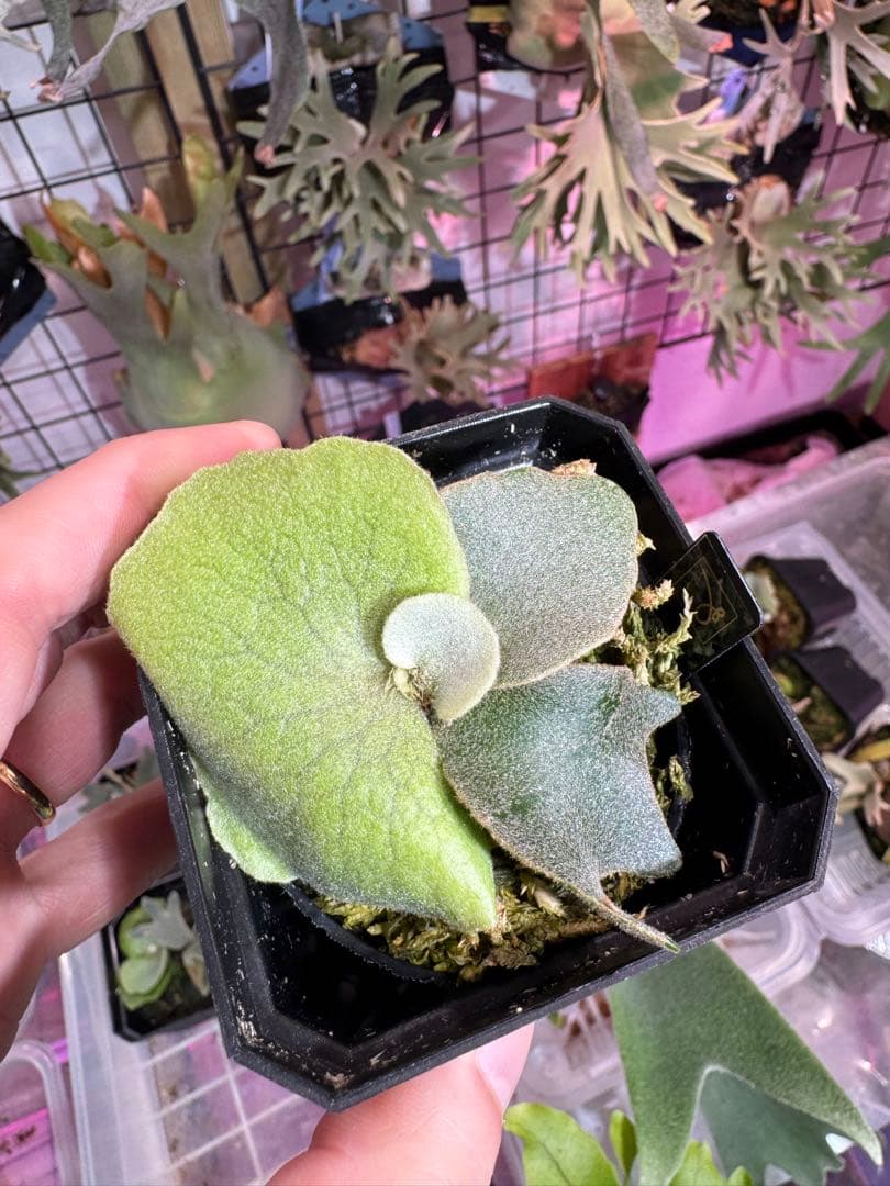 エルブス　ウィリンキー　ビカクシダ　子株