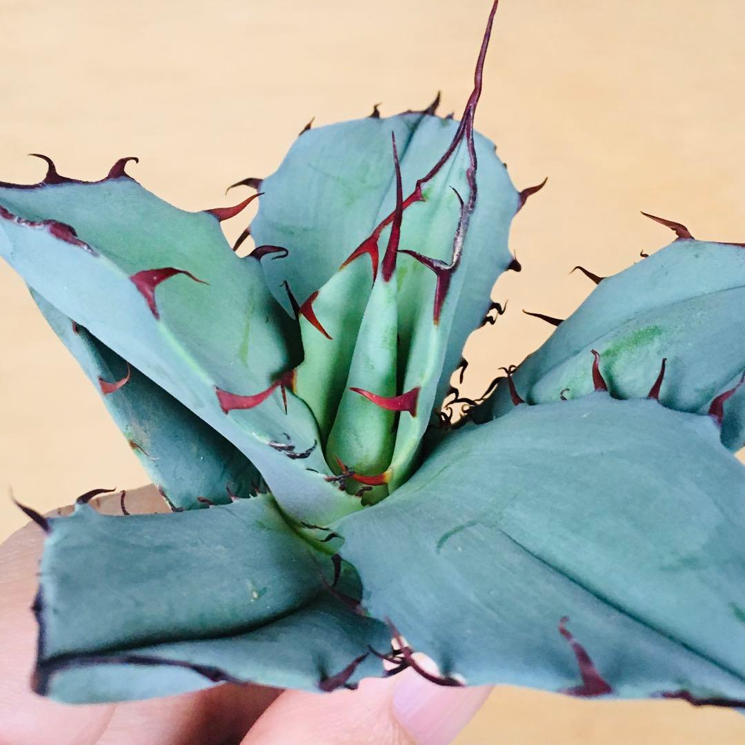 【稀少】アガベ チタノタ × ブルーグロー ハイブリッド 極上TC個体