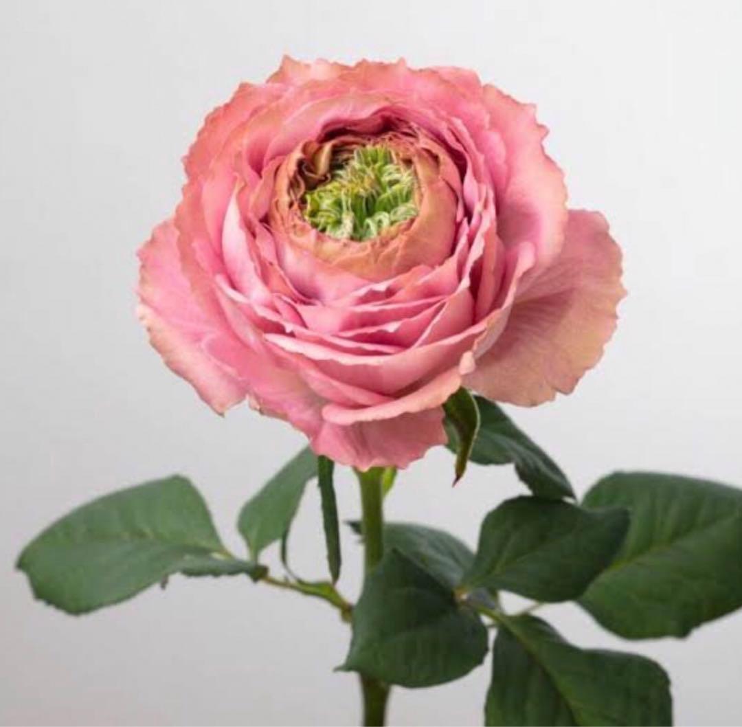 ひろココさま専用　バラ苗6品