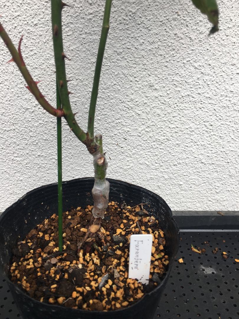 ひろココさま専用　バラ苗6品