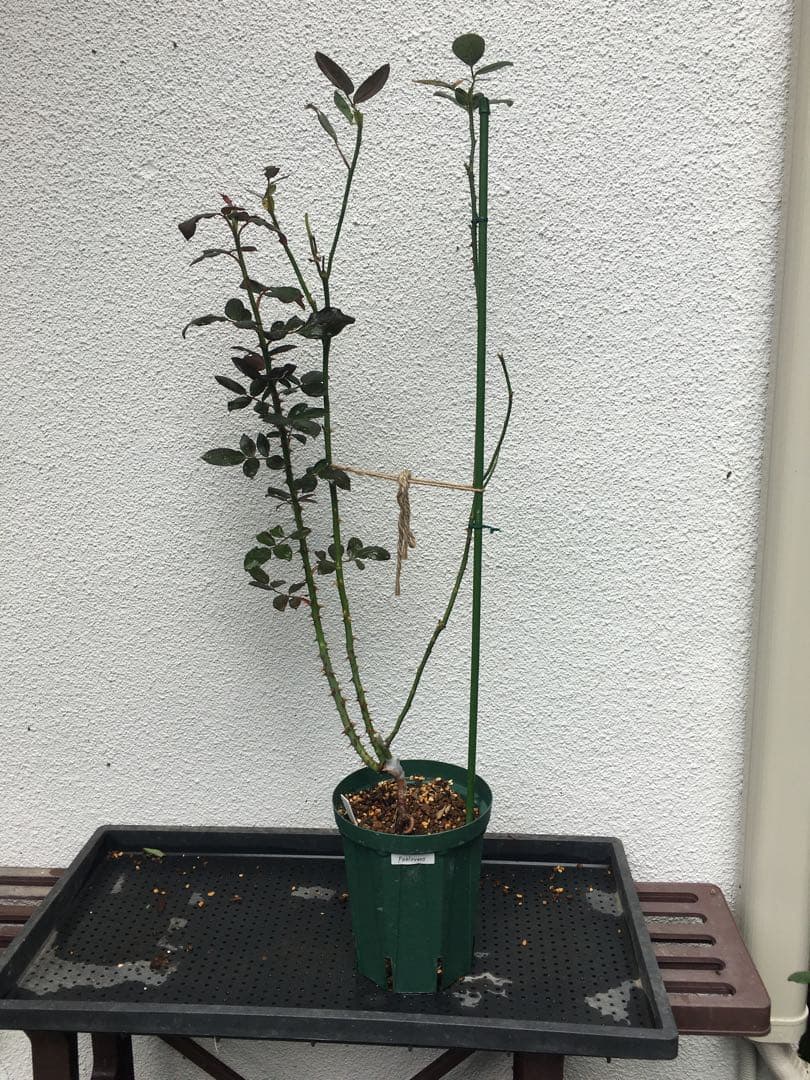 ひろココさま専用　バラ苗6品