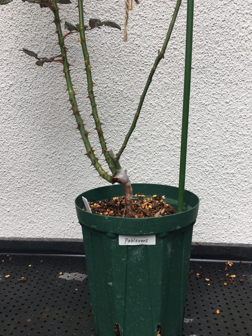 ひろココさま専用　バラ苗6品