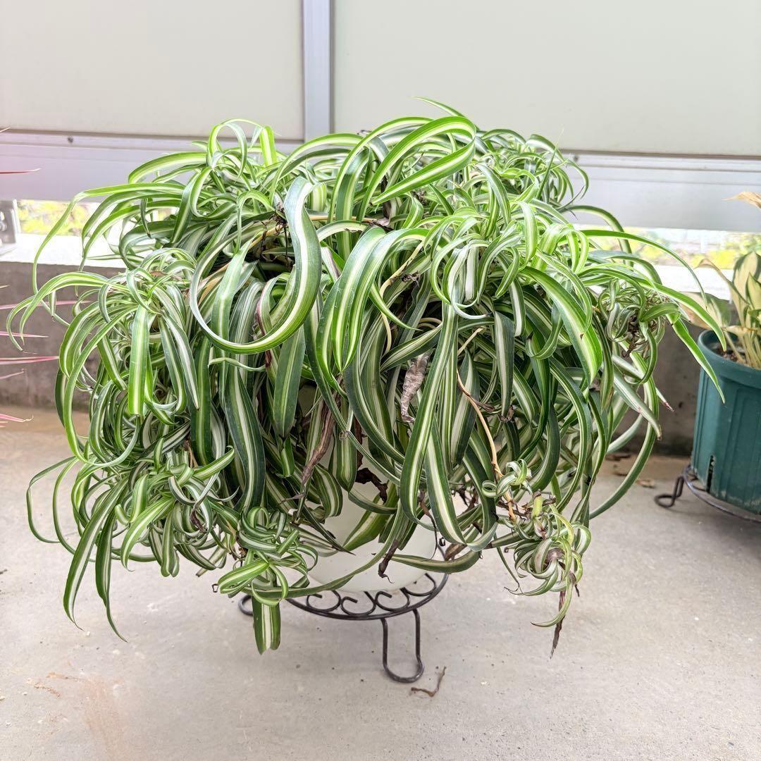 オリヅルラン ボニー 大型 1