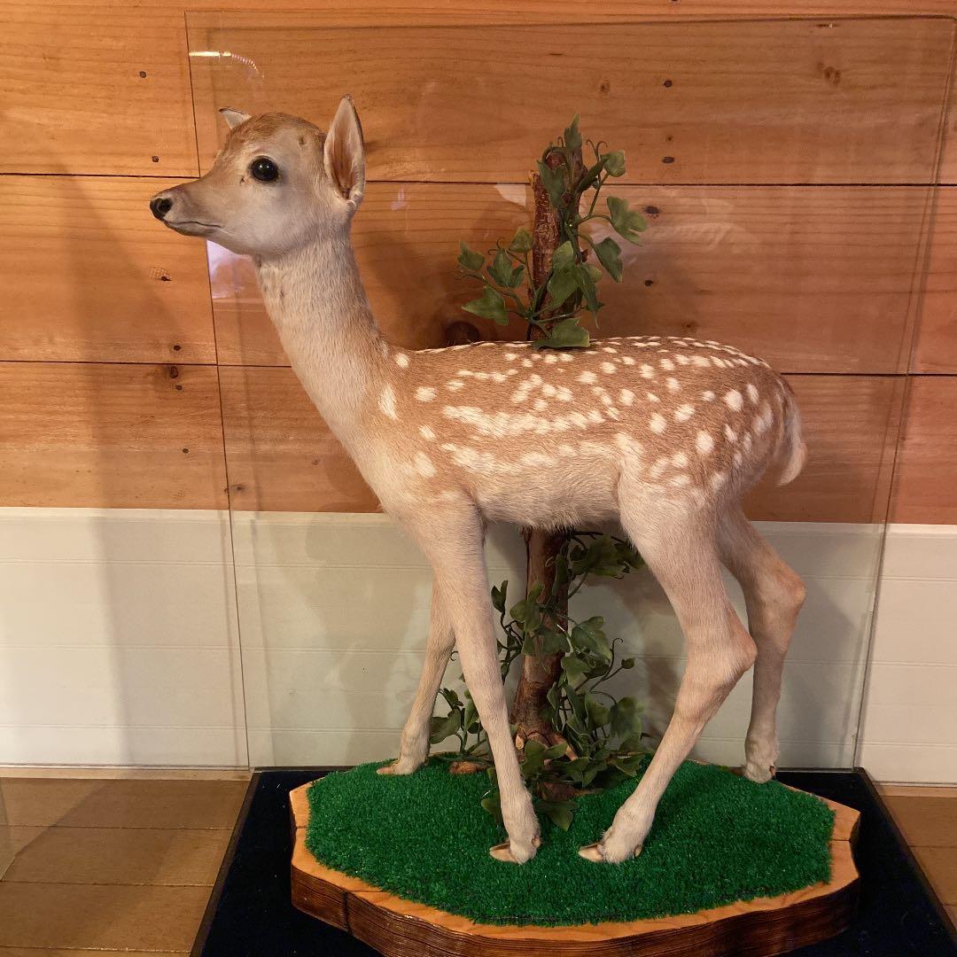 バンビの剥製　小鹿　本物　美品