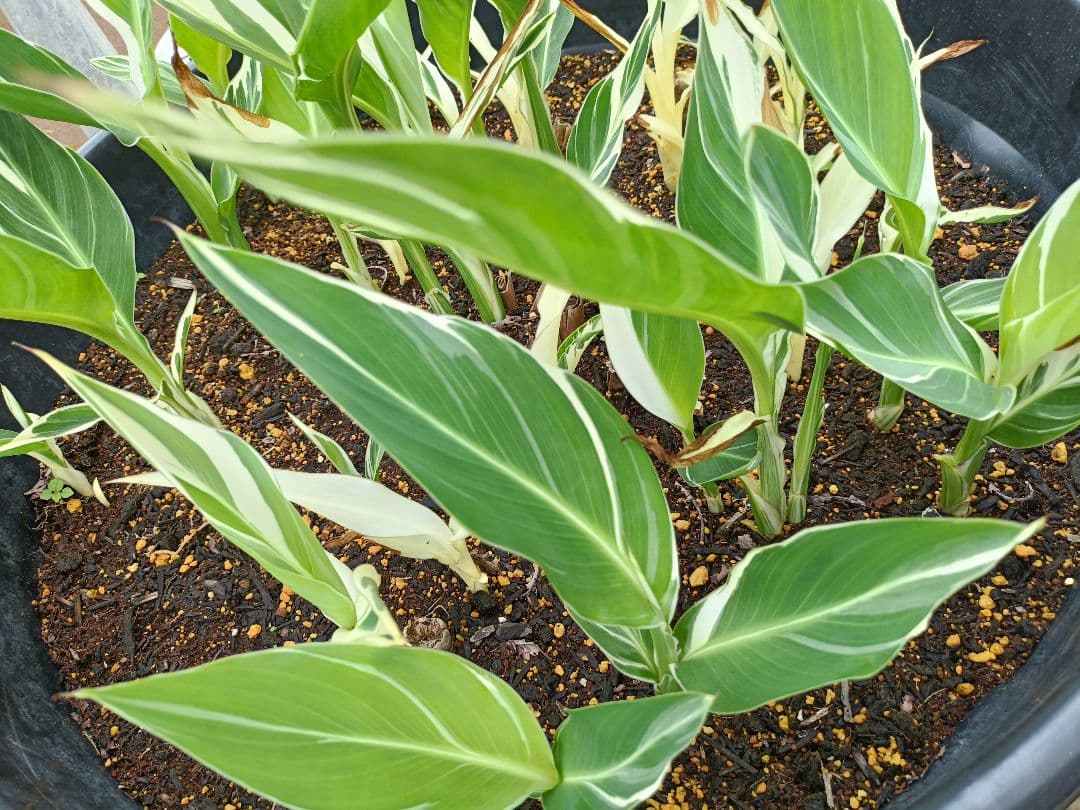 【説明文参照】カンナ シュトゥットガルト　商品例　サンプル株