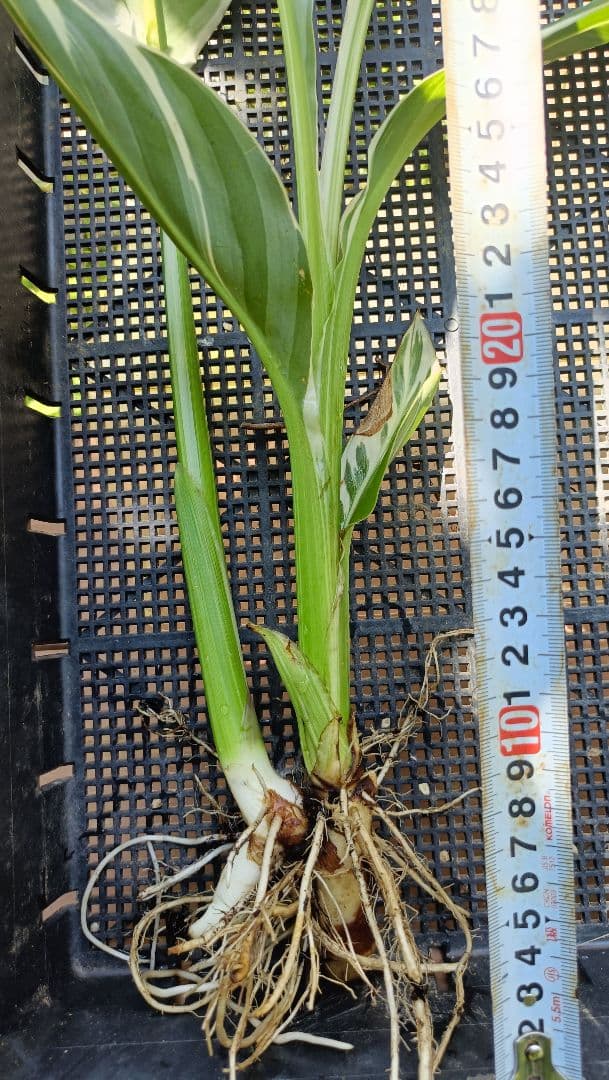 【説明文参照】カンナ シュトゥットガルト　商品例　サンプル株