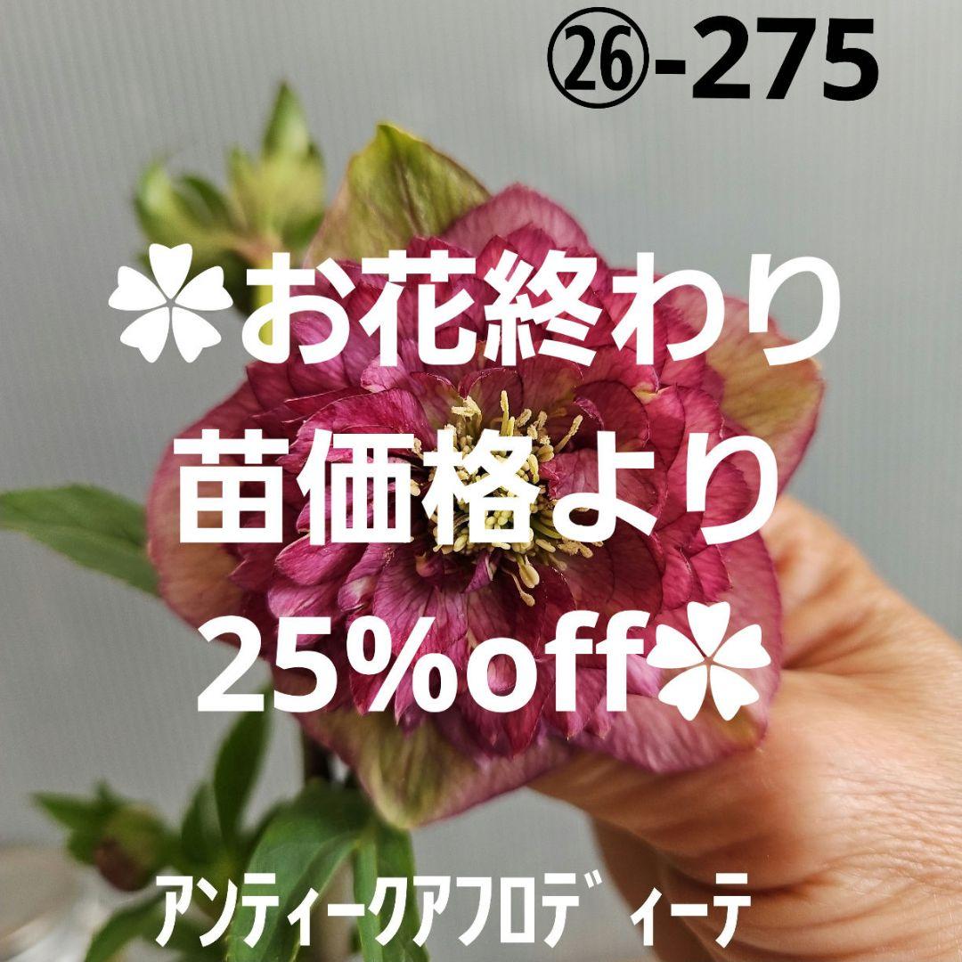 ㉖-275クリスマスローズ