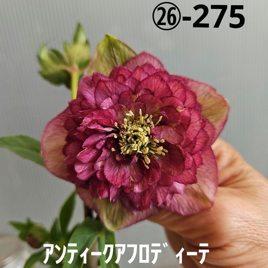 ㉖-275クリスマスローズ