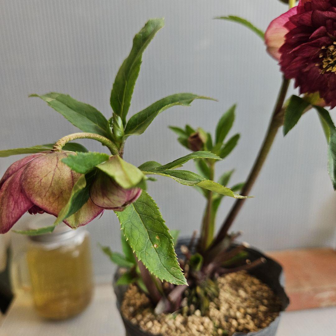 ㉖-275クリスマスローズ