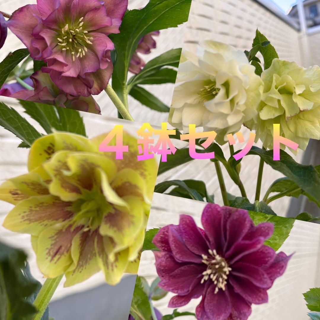 クリスマスローズ　八重　ダブル　５号　４鉢セット　現物　2月１日撮影　Ｄ