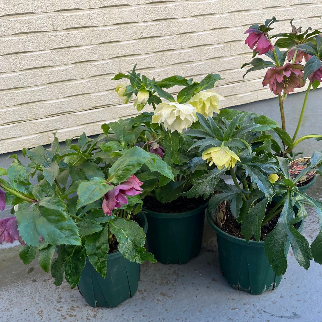 クリスマスローズ　八重　ダブル　５号　４鉢セット　現物　2月１日撮影　Ｄ