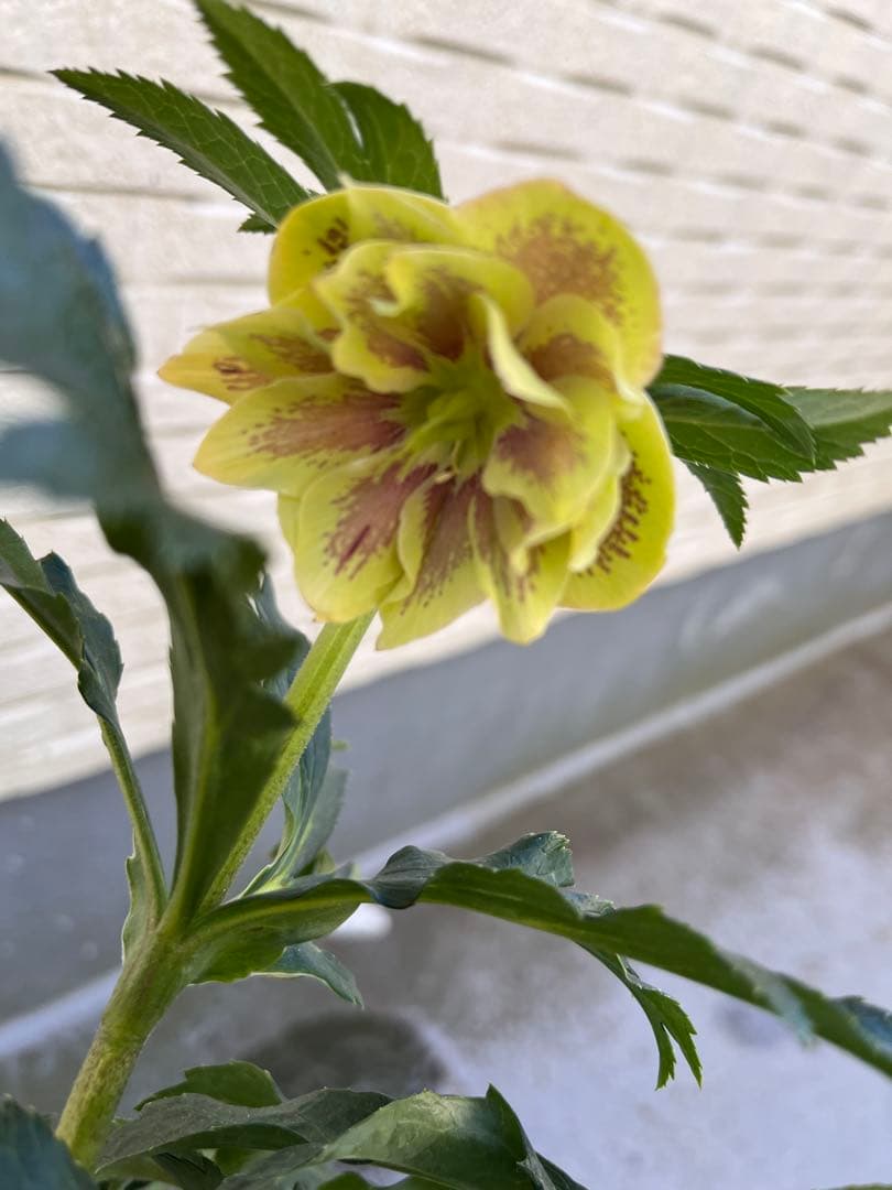 クリスマスローズ　八重　ダブル　５号　４鉢セット　現物　2月１日撮影　Ｄ