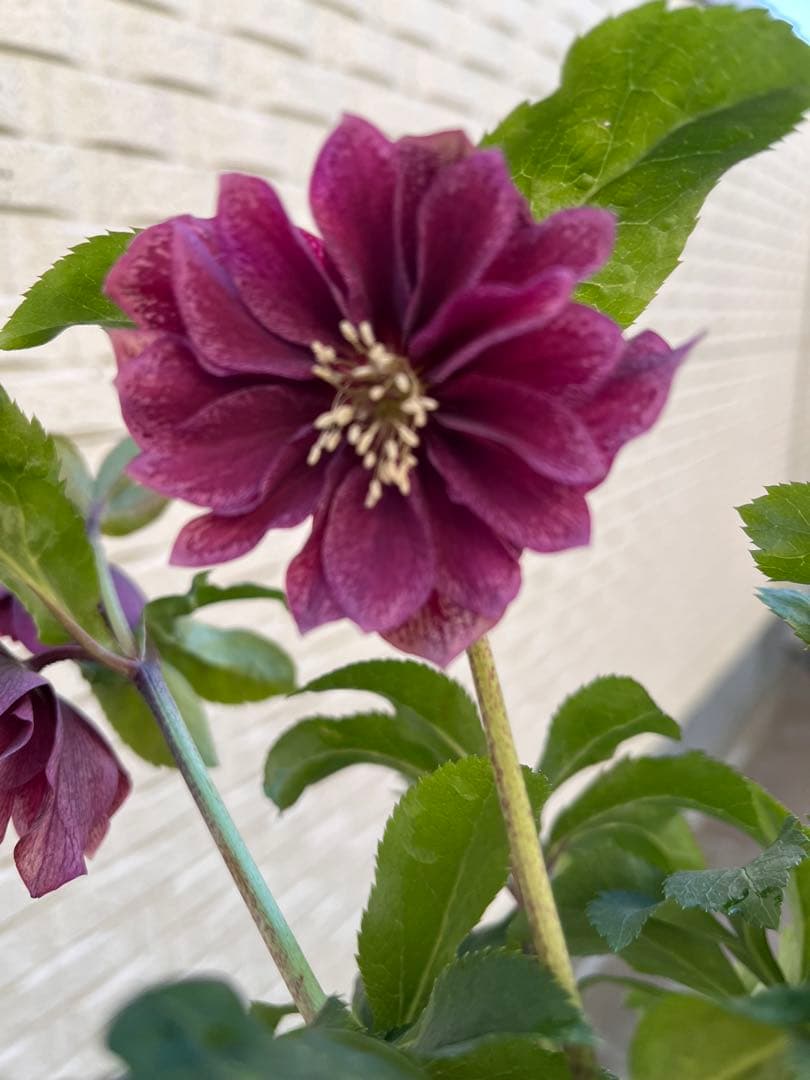 クリスマスローズ　八重　ダブル　５号　４鉢セット　現物　2月１日撮影　Ｄ