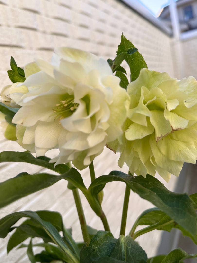 クリスマスローズ　八重　ダブル　５号　４鉢セット　現物　2月１日撮影　Ｄ