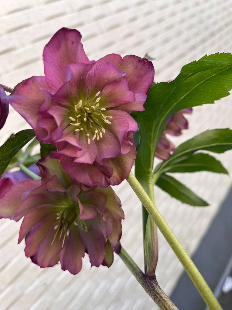 クリスマスローズ　八重　ダブル　５号　４鉢セット　現物　2月１日撮影　Ｄ