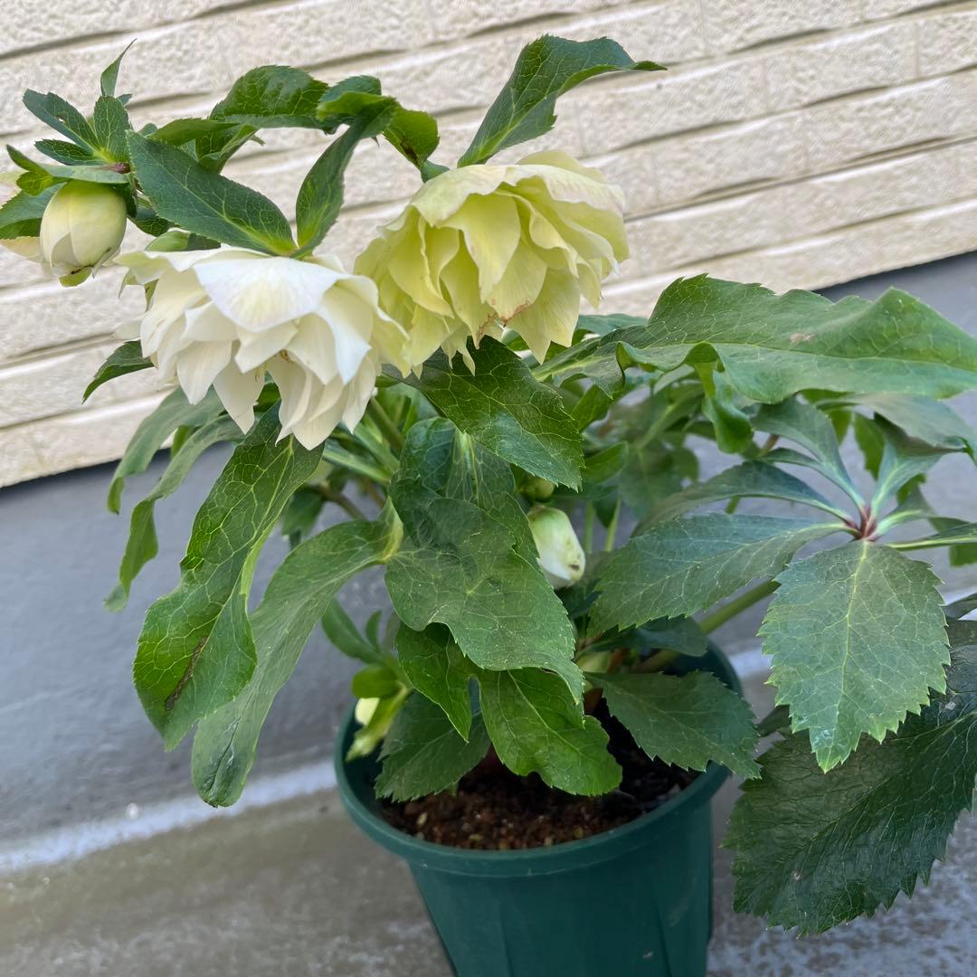 クリスマスローズ　八重　ダブル　５号　４鉢セット　現物　2月１日撮影　Ｄ